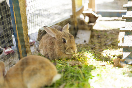 Kaninchen in ihrem neuen Kaninchenstall