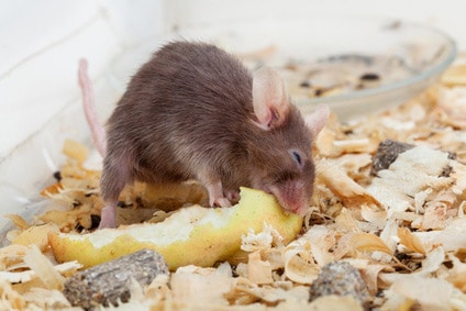 Ratten Im Kaninchenstall Das Konnen Sie Dagegen Tun