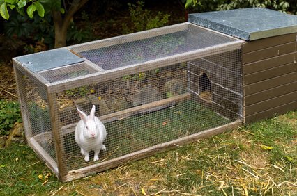 Kaninchengehege draußen mit Hase